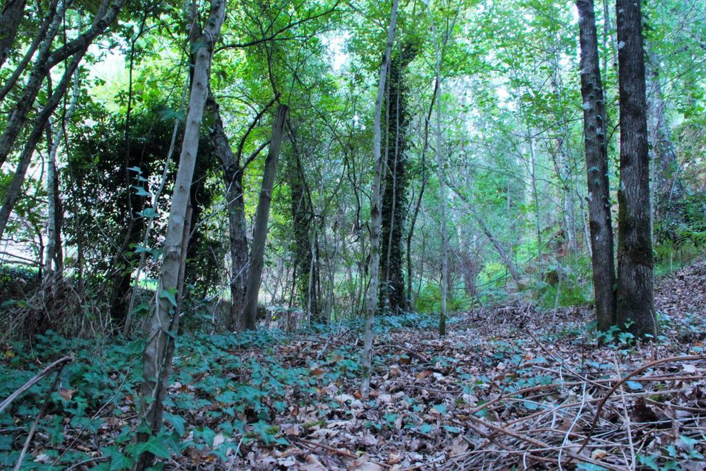 Отель Eco Camping Juncal Марку-ди-Канавезиш Экстерьер фото